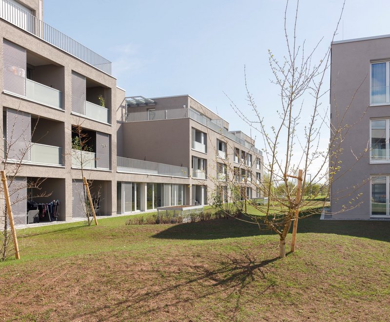 Neubauprojekt in Allmannsweiler Moderner Wohnkomplex mit mehreren mehrgeschossigen Gebäuden, grüner Innenhof mit jungen, kahlen Bäumen und gepflegtem Rasen an einem sonnigen Tag.